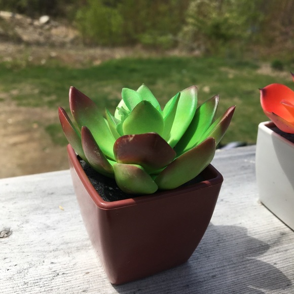 Decorative Potted Succulents - Picture 4 of 6